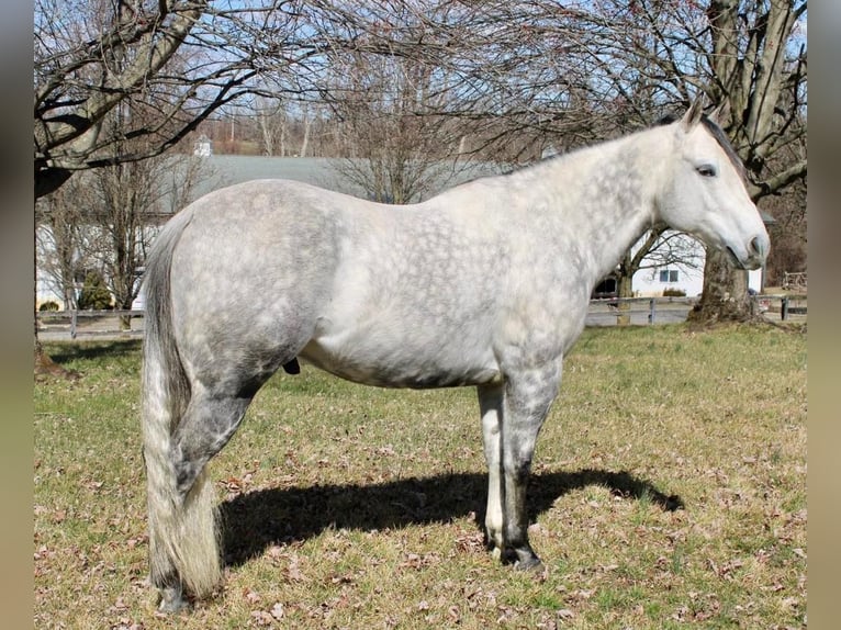 Paint Horse Gelding 11 years 15 hh Gray-Dapple in Allentown, NJ