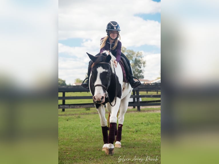 Paint Horse Gelding 11 years 15 hh Pinto in Ocala