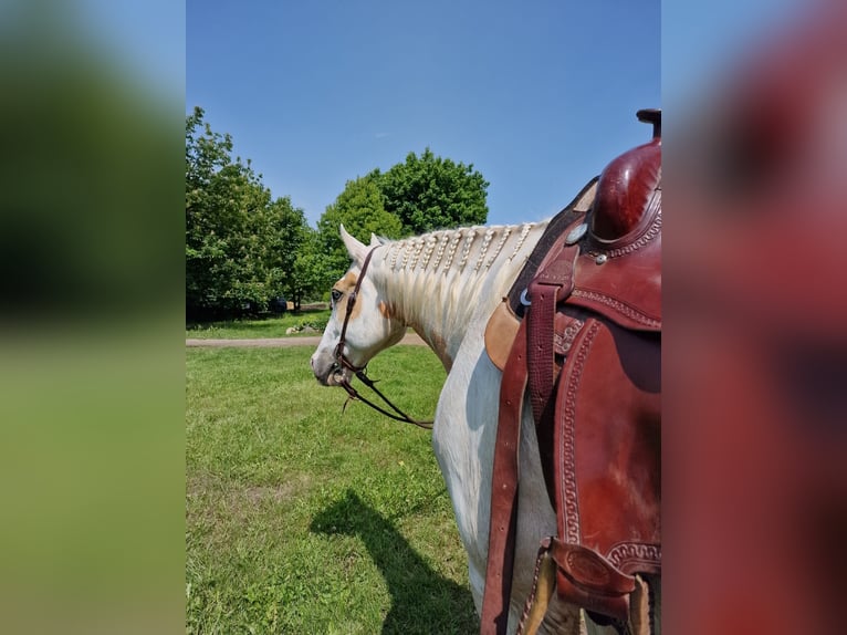 Paint Horse Gelding 11 years 15,3 hh Tobiano-all-colors in Lensahn