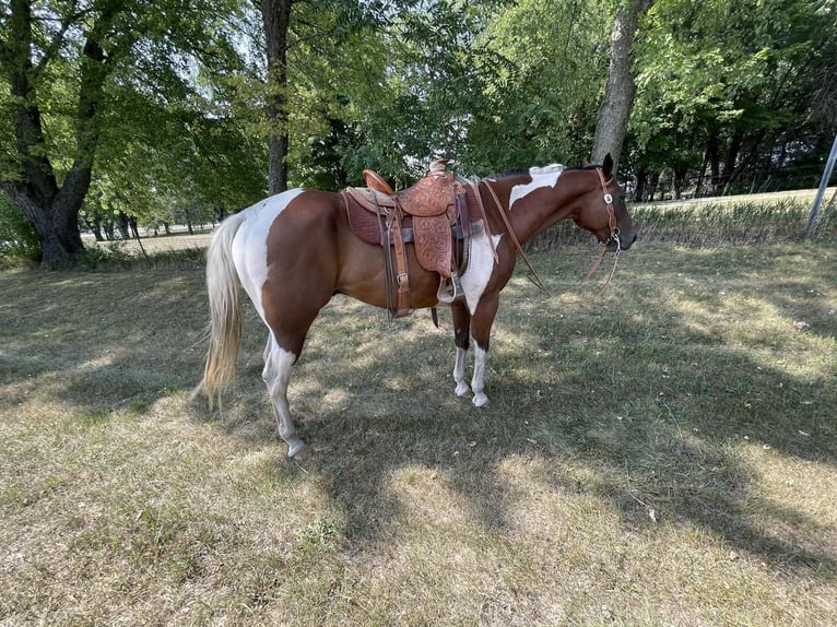 Paint Horse Gelding 11 years 16,3 hh Bay in Rochester