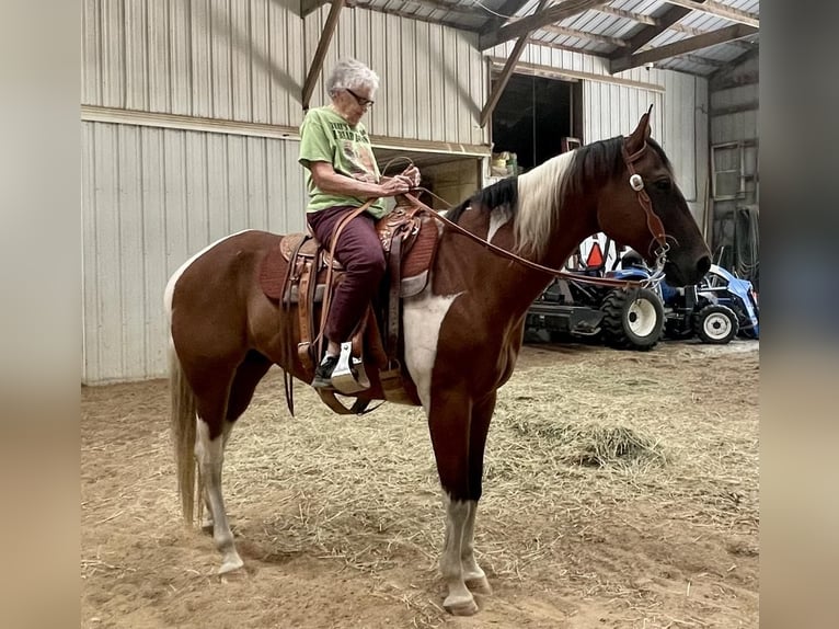 Paint Horse Gelding 11 years 16,3 hh Bay in Rochester