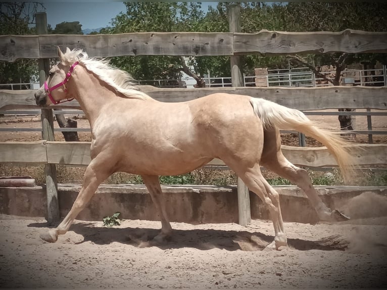 Paint Horse Gelding 11 years 16 hh Palomino in Algaida