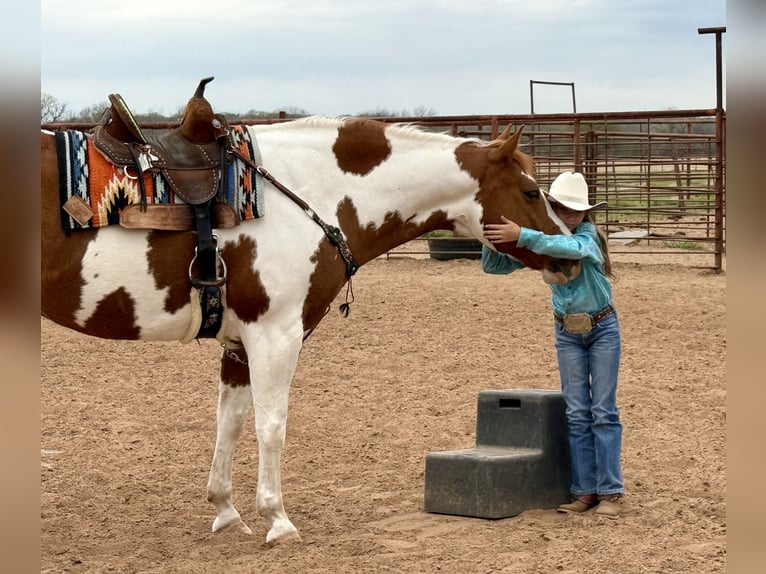 Paint Horse Gelding 11 years 16 hh Tobiano-all-colors in Weatherford, TX