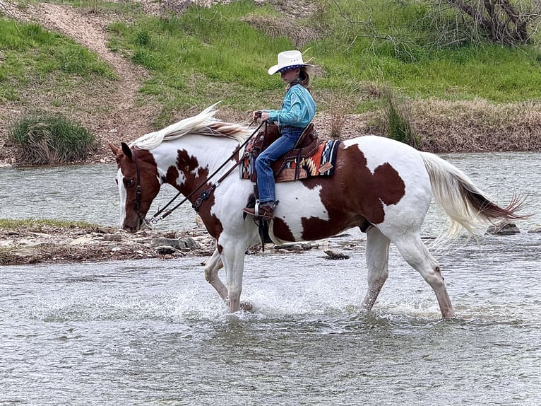 Paint Horse Gelding 11 years 16 hh Tobiano-all-colors in Weatherford, TX