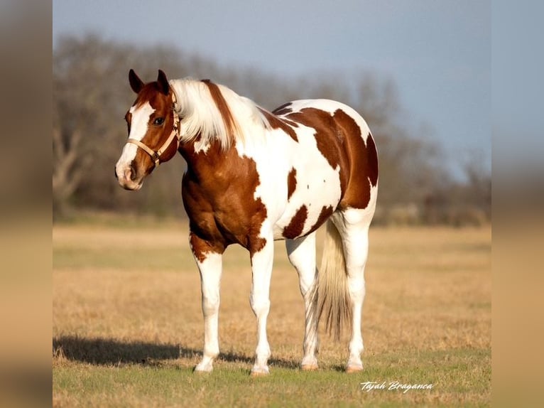 Paint Horse Gelding 11 years 16 hh Tobiano-all-colors in Weatherford, TX