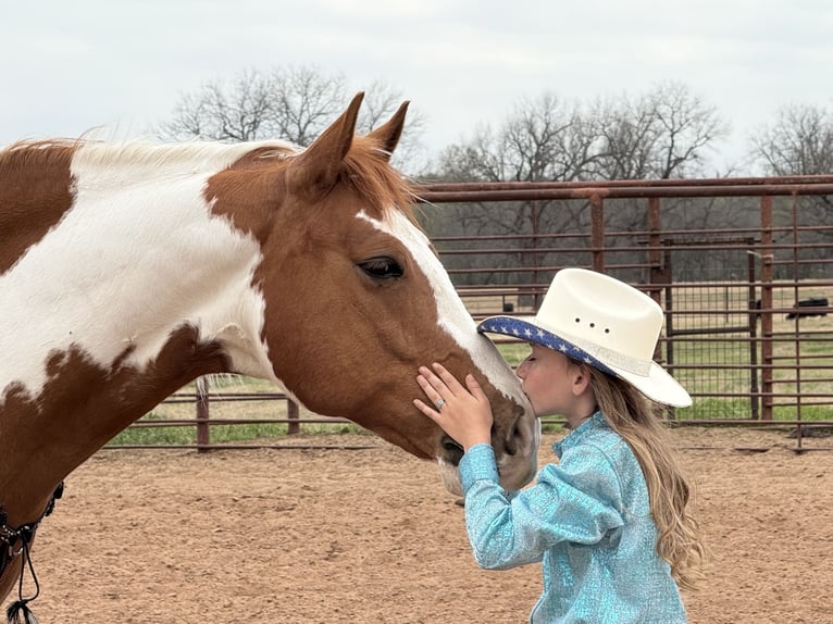 Paint Horse Gelding 11 years 16 hh Tobiano-all-colors in Weatherford, TX