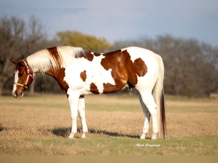 Paint Horse Gelding 11 years 16 hh Tobiano-all-colors in Weatherford, TX