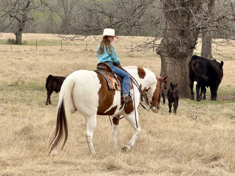 Paint Horse Gelding 11 years 16 hh Tobiano-all-colors in Weatherford, TX