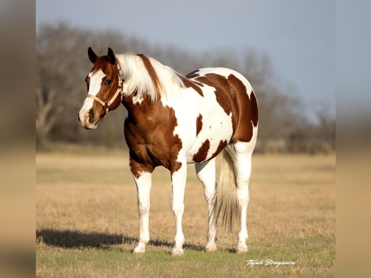 Paint Horse Gelding 11 years 16 hh Tobiano-all-colors in Weatherford, TX