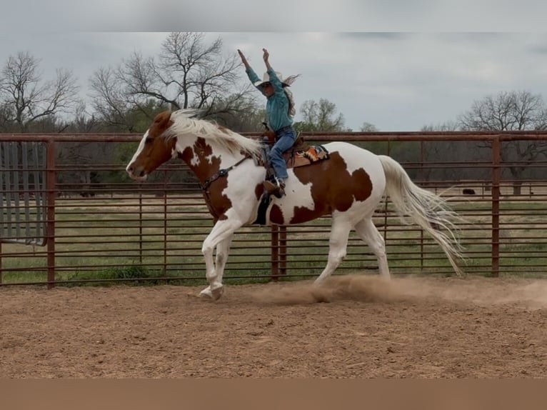 Paint Horse Gelding 11 years 16 hh Tobiano-all-colors in Weatherford, TX