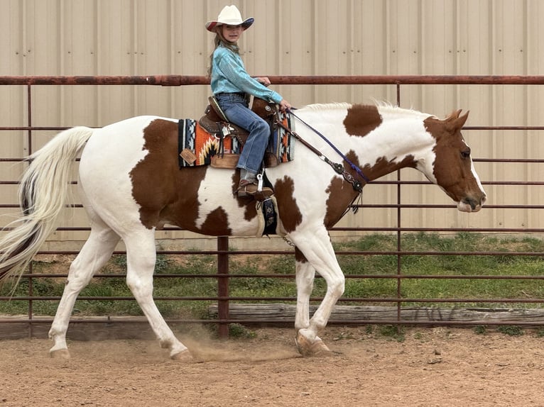 Paint Horse Gelding 11 years 16 hh Tobiano-all-colors in Weatherford, TX