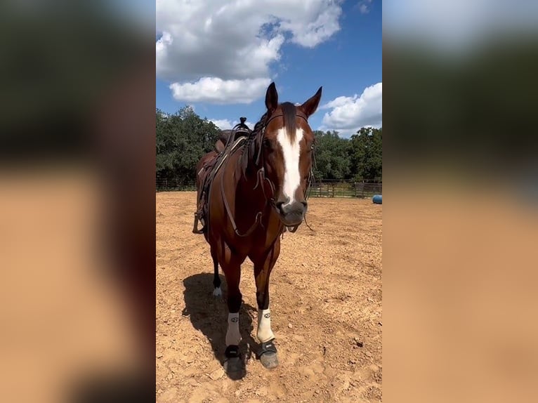 Paint Horse Gelding 11 years 16,2 hh Bay in Weatherford