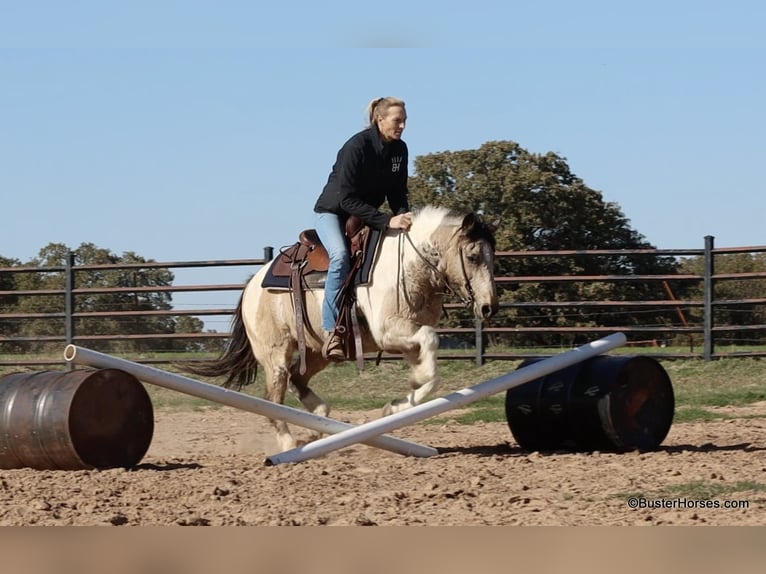 Paint Horse Gelding 12 years 13,2 hh Buckskin in weatherford TX