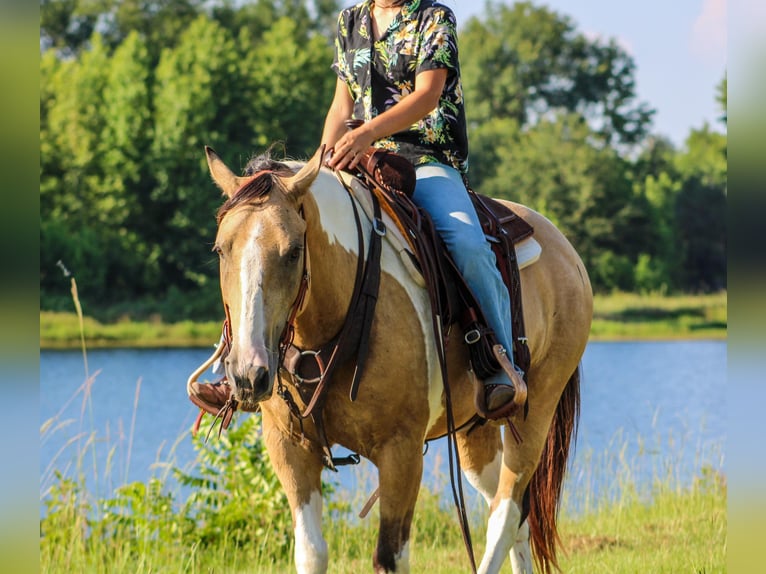 Paint Horse Gelding 12 years 14,2 hh Buckskin in Willis Point TX