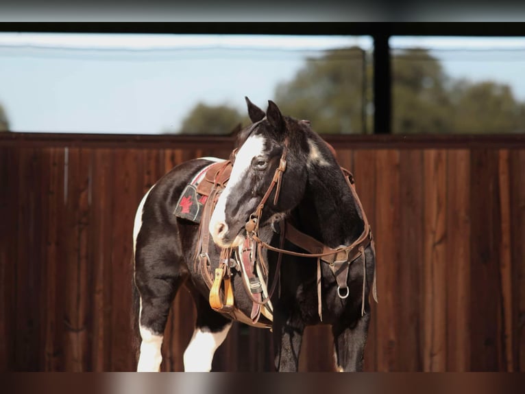 Paint Horse Gelding 12 years 14,3 hh Black in Lipan TX