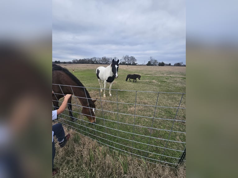 Paint Horse Gelding 12 years 14 hh Black in Teague, TX