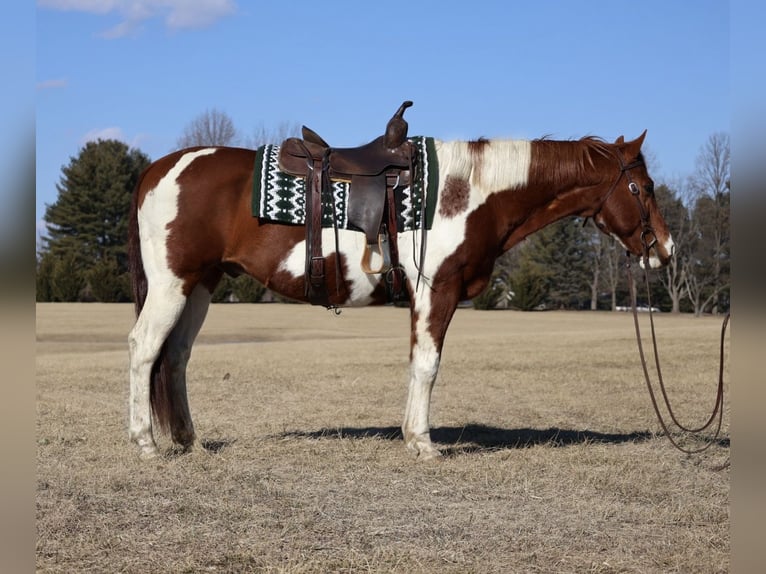 Paint Horse Gelding 12 years 15,2 hh Tobiano-all-colors in Westminster, MD