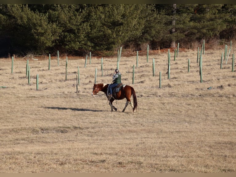 Paint Horse Gelding 12 years 15,2 hh Tobiano-all-colors in Westminster, MD