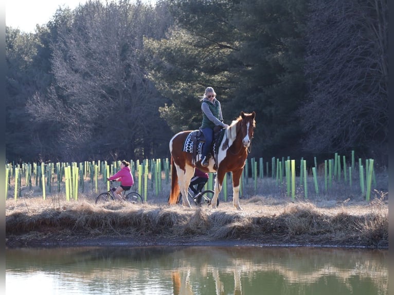 Paint Horse Gelding 12 years 15,2 hh Tobiano-all-colors in Westminster, MD