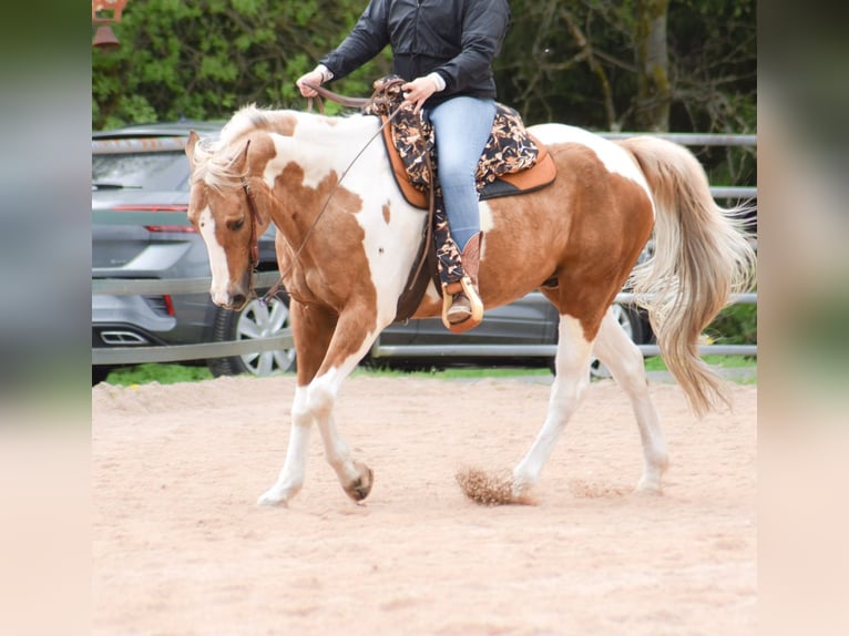 Paint Horse Gelding 12 years 15,2 hh Tobiano-all-colors in Fichtelberg