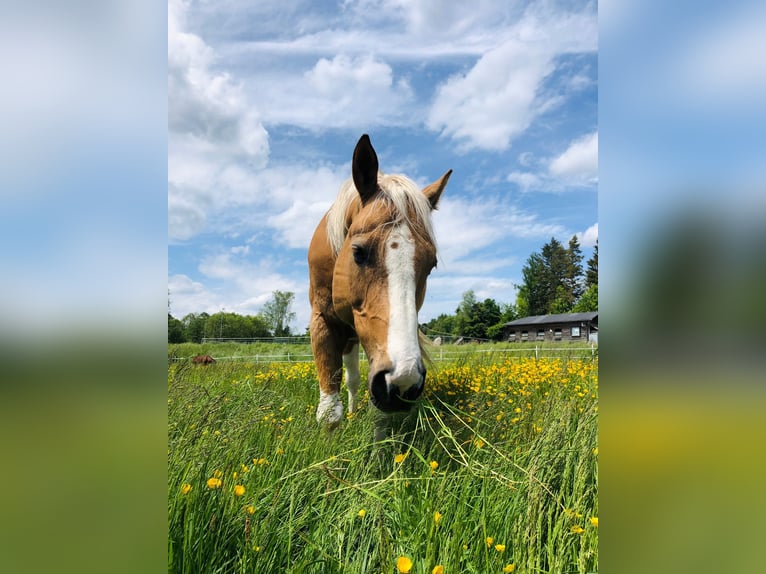 Paint Horse Gelding 12 years 15,2 hh Tobiano-all-colors in Fichtelberg