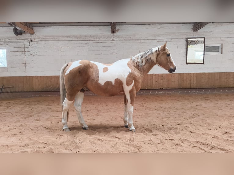 Paint Horse Gelding 12 years 15,2 hh Tobiano-all-colors in Fichtelberg