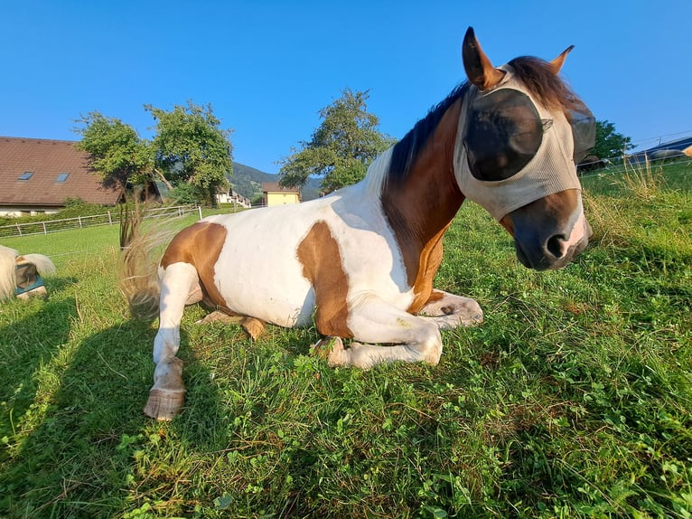 Paint Horse Mix Gelding 12 years 16 hh Pinto in Hermagor-Pressegger See