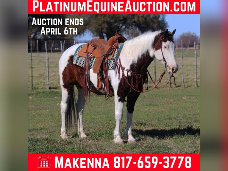 Paint Horse Gelding 12 years Tobiano-all-colors in lipan Tx