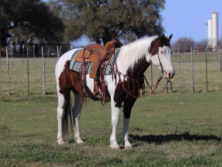 Paint Horse Gelding 12 years Tobiano-all-colors in lipan Tx