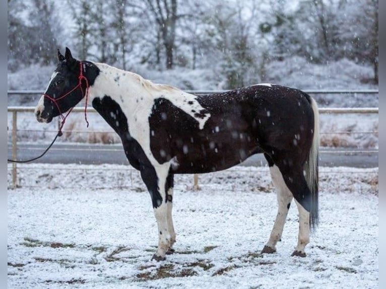 Paint Horse Gelding 12 years in Watson, OK