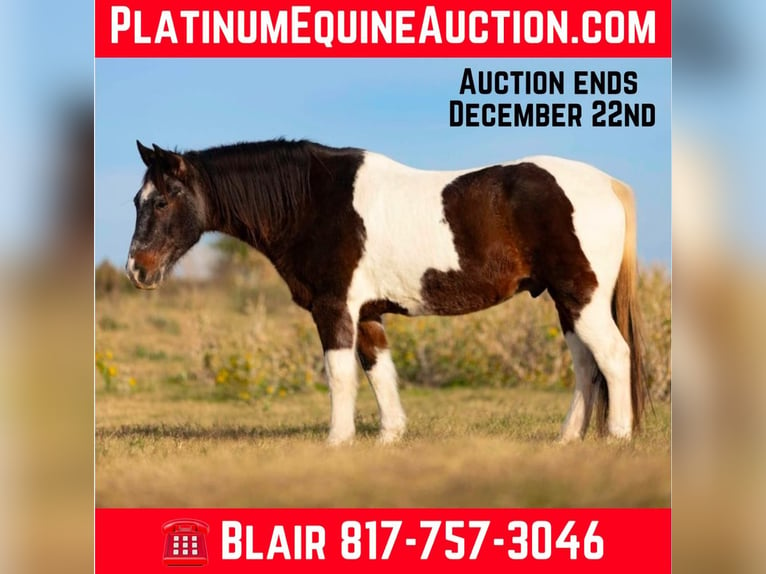 Paint Horse Gelding 13 years 14,1 hh Roan-Bay in Weatherford TX