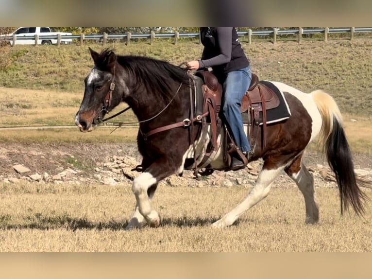 Paint Horse Gelding 13 years 14,1 hh Roan-Bay in Weatherford TX