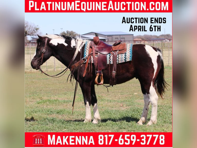 Paint Horse Gelding 13 years 14,3 hh Tobiano-all-colors in Lipan Tx