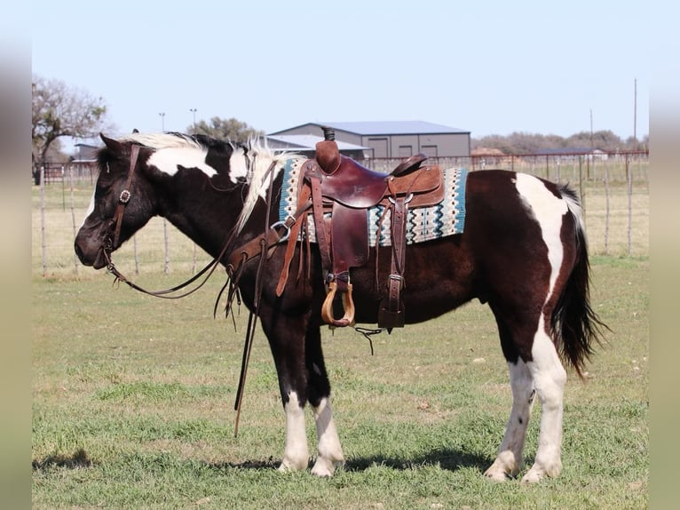 Paint Horse Gelding 13 years 14,3 hh Tobiano-all-colors in Lipan Tx