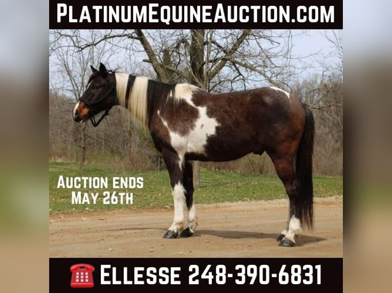 Paint Horse Gelding 13 years 14 hh Tobiano-all-colors in Howell, MI