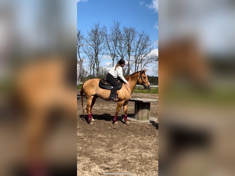 Paint Horse Gelding 13 years 15,2 hh Red Dun in Olen