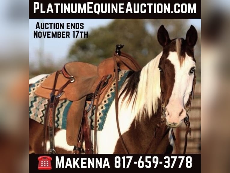 Paint Horse Gelding 13 years 15 hh Tobiano-all-colors in Lipan TX