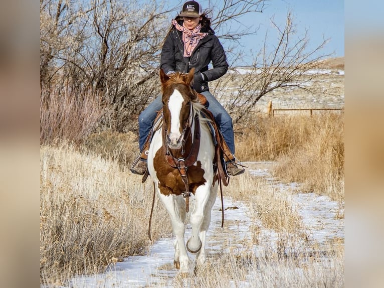 Paint Horse Gelding 13 years 15 hh in Powell, WY