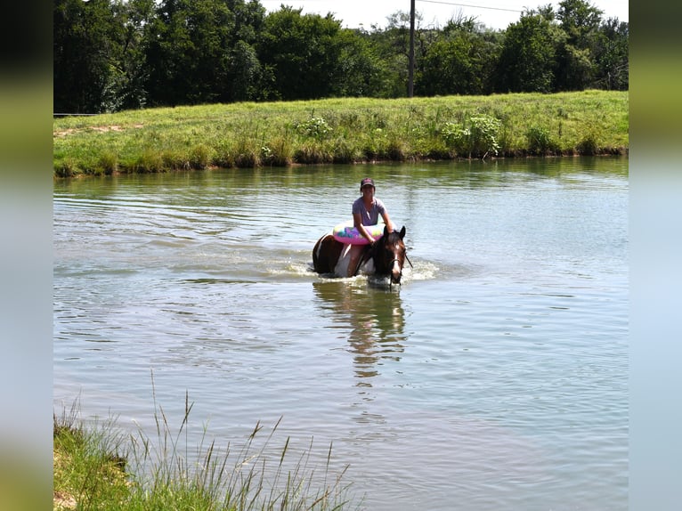 Paint Horse Gelding 13 years 15,1 hh Pinto in Stephenville