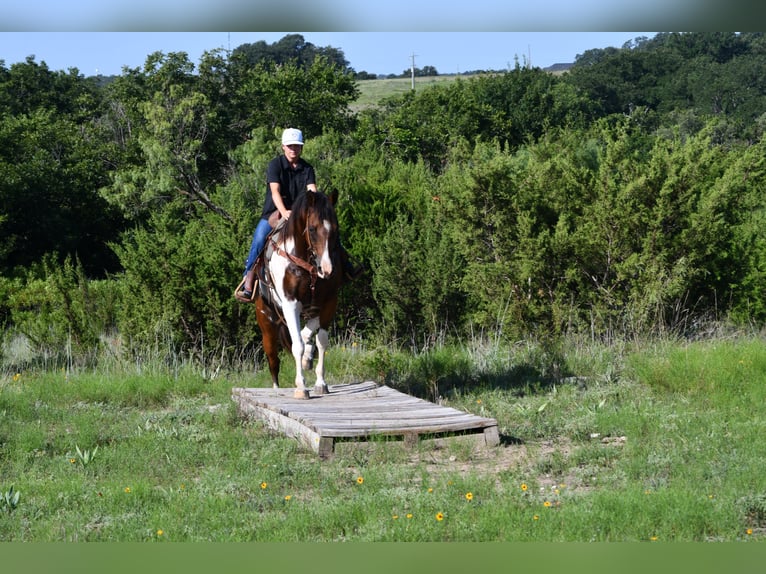Paint Horse Gelding 13 years 15,1 hh Pinto in Stephenville
