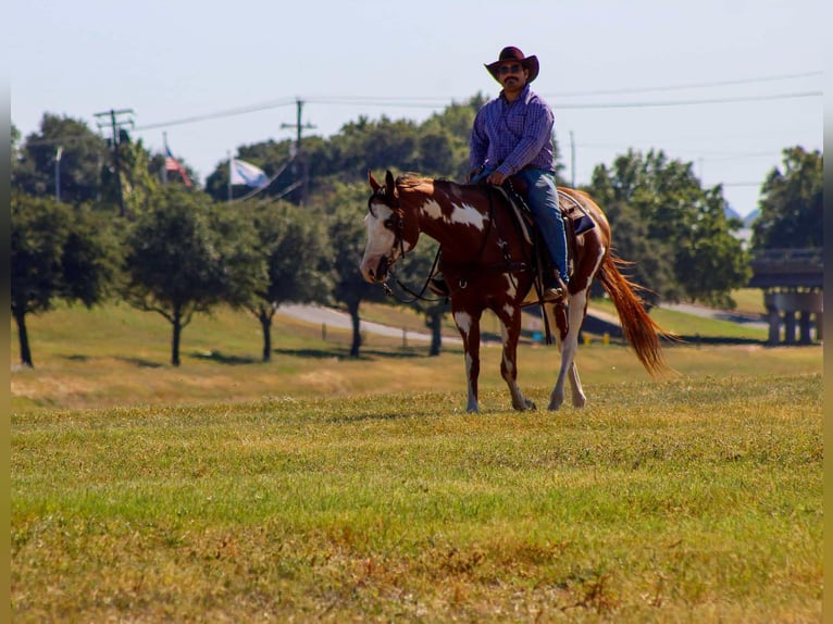 Paint Horse Gelding 13 years 15,2 hh in Stephenville TX