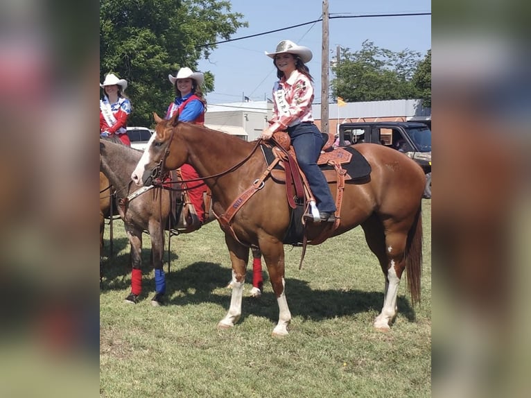 Paint Horse Gelding 13 years 16 hh Chestnut in Stephenville TX