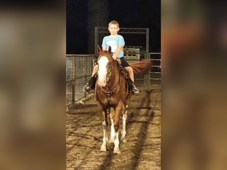 Paint Horse Gelding 13 years 16 hh Chestnut in Stephenville TX