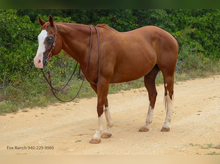 Paint Horse Gelding 13 years 16 hh Chestnut in Stephenville TX