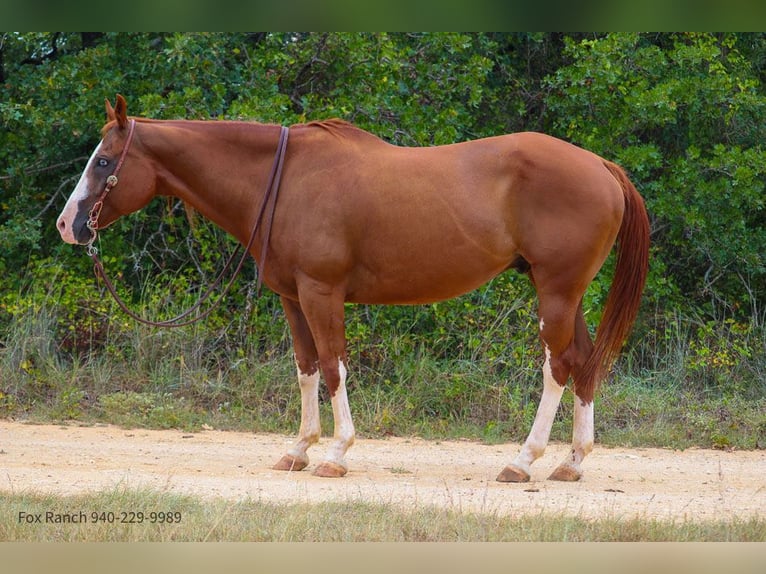 Paint Horse Gelding 13 years 16 hh Chestnut in Stephenville TX