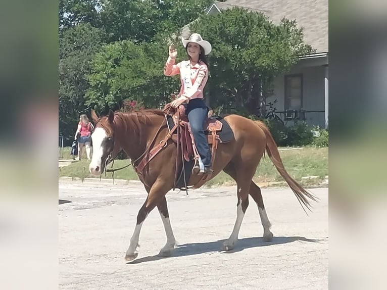Paint Horse Gelding 13 years 16 hh Chestnut in Stephenville TX