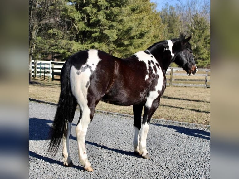 Paint Horse Gelding 13 years 16 hh in Allentown, NJ
