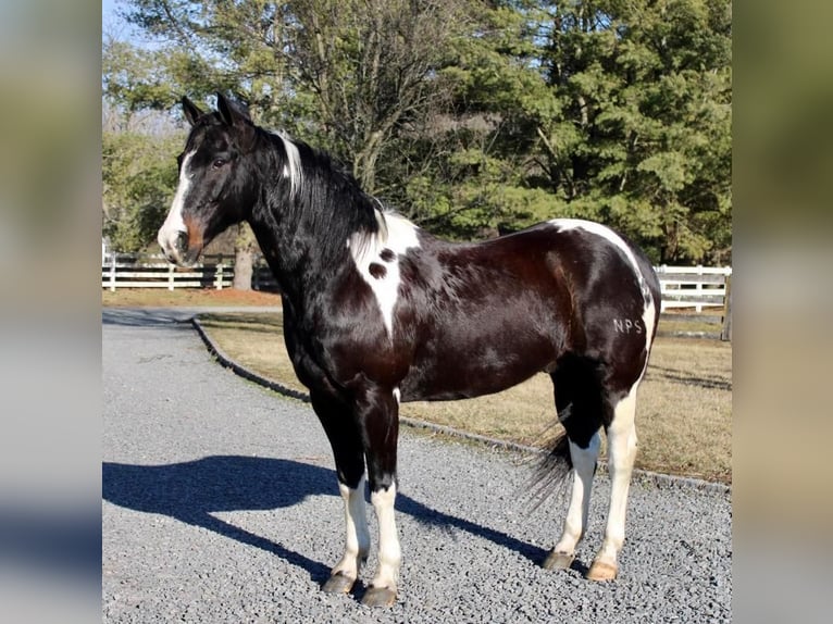 Paint Horse Gelding 13 years 16 hh in Allentown, NJ