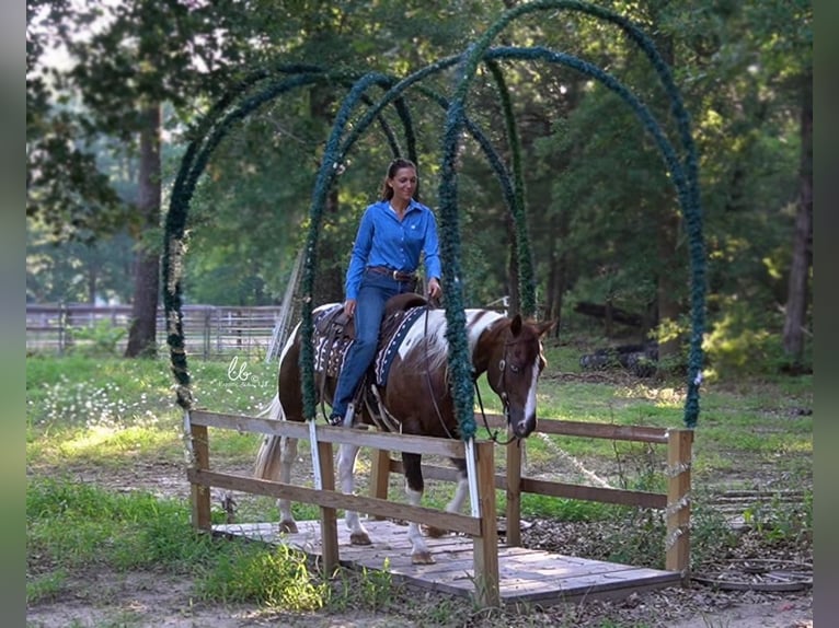 Paint Horse Gelding 14 years 14,1 hh Chestnut in Terrell, TX
