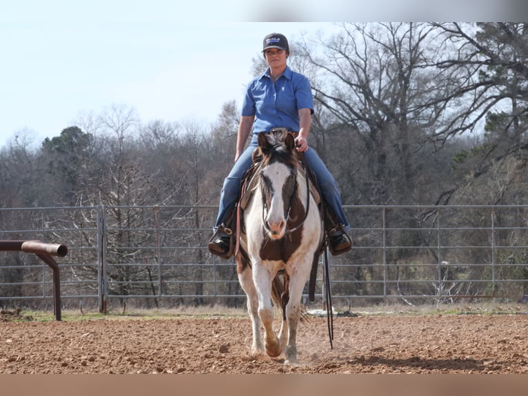 Paint Horse Gelding 14 years 14,2 hh in Carthage, TX